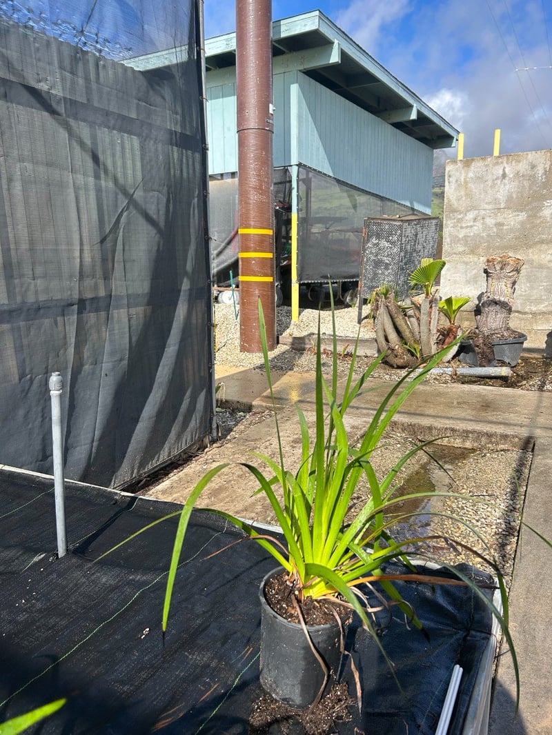 Photo for Anigozanthos 'Bush Dawn' (Yellow Kangaroo Paw)