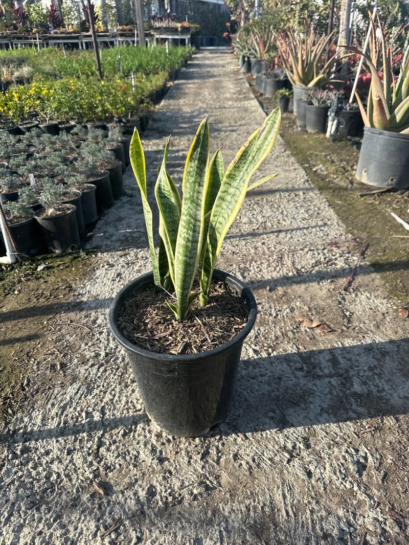 Photo for Sansevieria trifasciata 'Laurentii' (Striped Mother-in-law's Tongue)