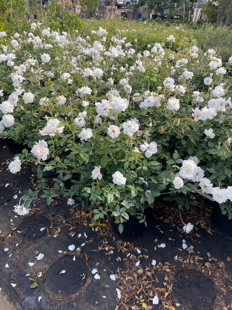 Photo for Rosa 'Iceberg' (White) (Iceberg Shrub Rose)