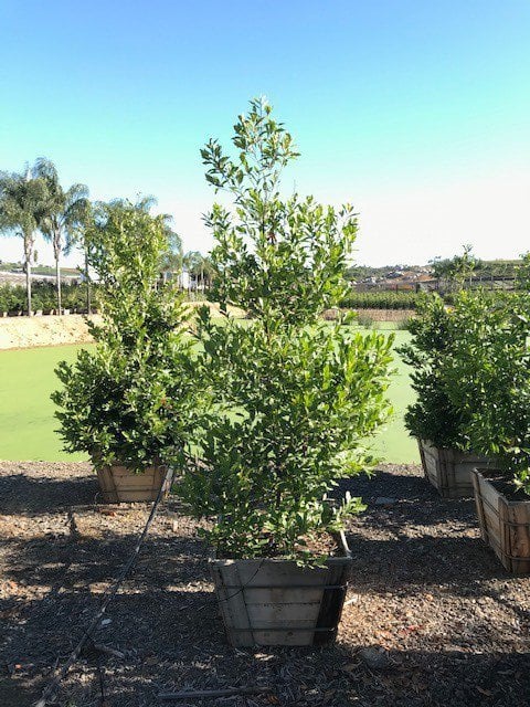 Photo for Prunus caroliniana (Column) (Carolina Cherry Laurel)