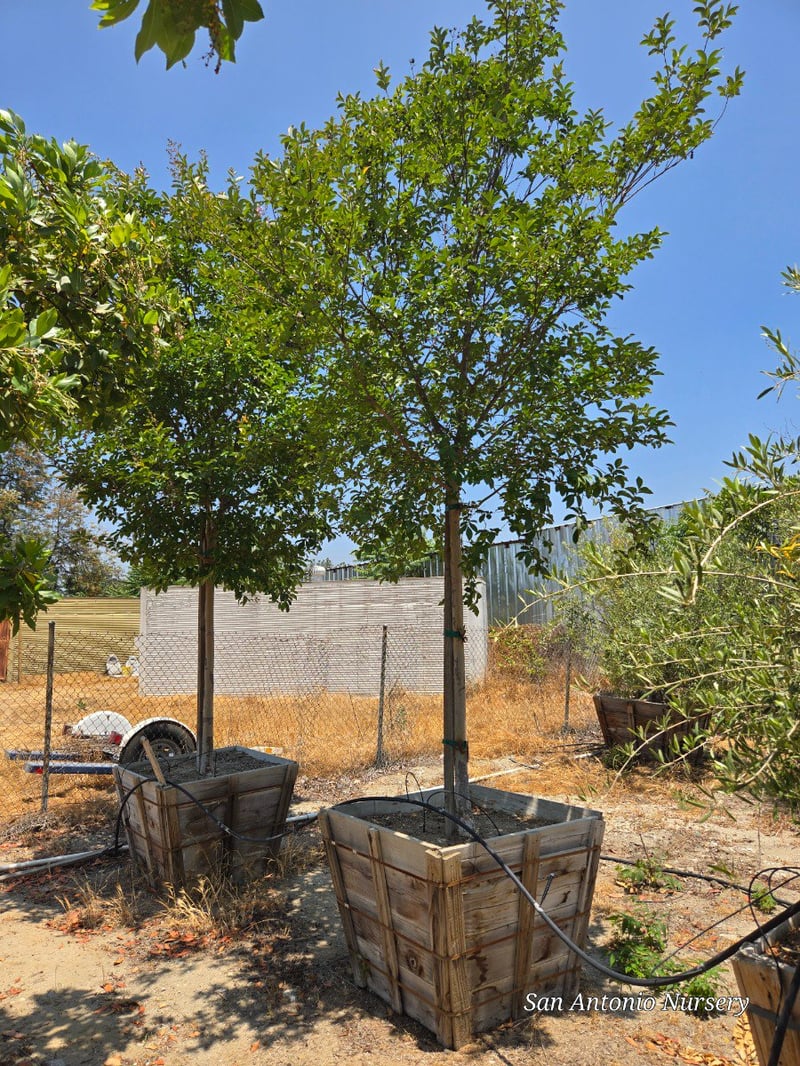 Photo for Lagerstroemia indica x fauriei 'Muskogee' (Standard) (Muskogee Crape Myrtle)