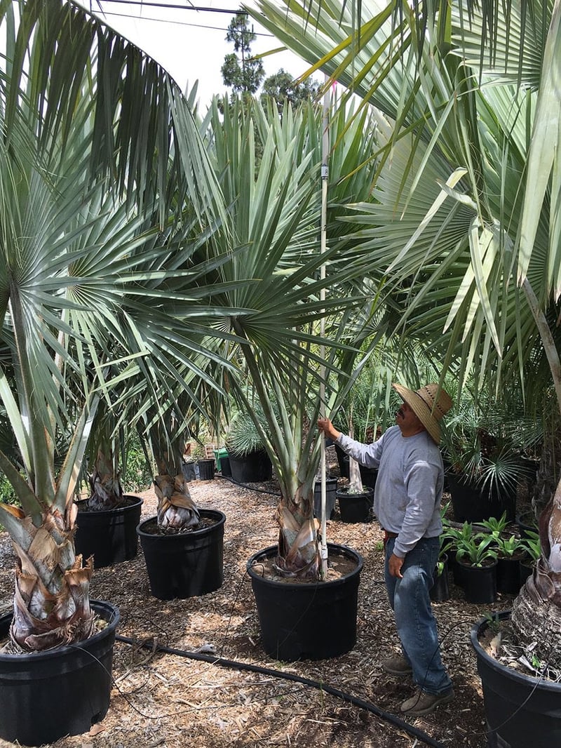 Photo for Bismarckia nobilis (Bismarck Palm)