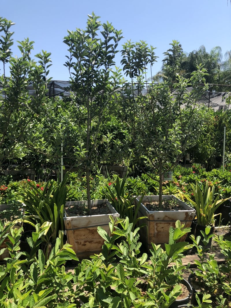 Photo for Malus (any variety) (Apple Tree)