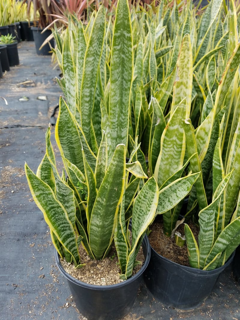 Photo for Sansevieria trifasciata (Snake Plant, Mother-in-Law's Tongue)