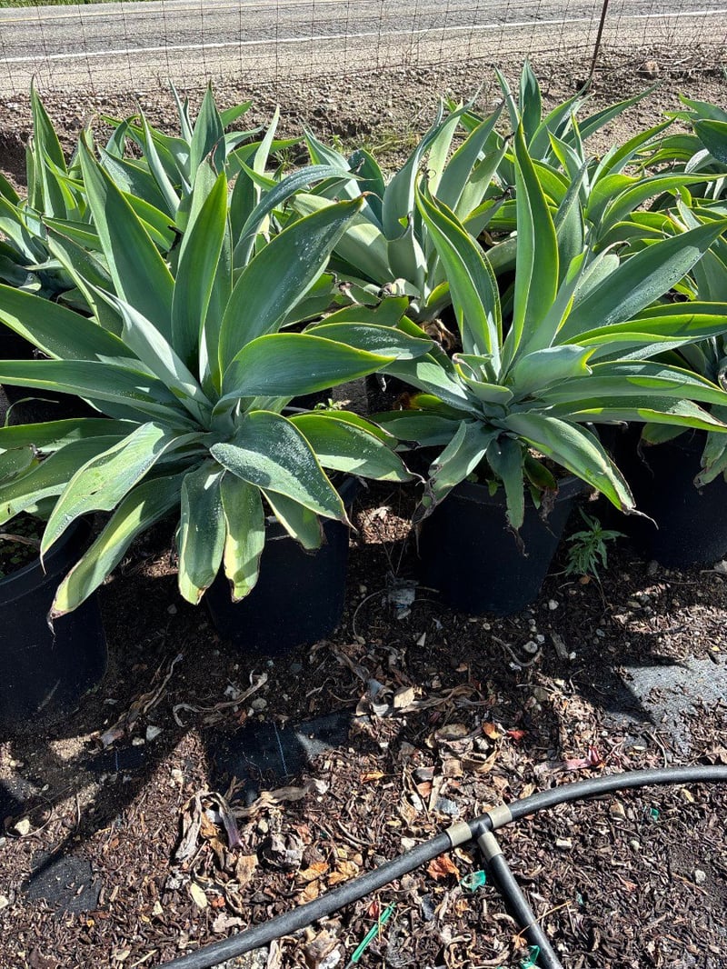 Photo for Agave attenuata 'Boutin Blue' (Boutin Blue Fox Tail Agave)