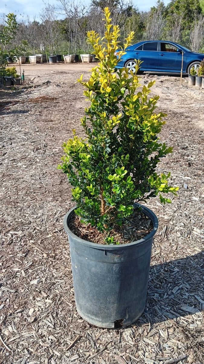 Photo for Buxus microphylla japonica 'Green Beauty' (Japanese Boxwood 'Green Beauty')