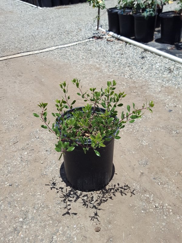 Photo for Arctostaphylos densiflora 'Howard Mcminn' (Howard McMinn Manzanita)