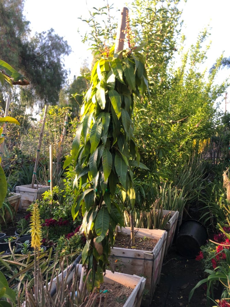 Photo for Mangifera indica (Mango)