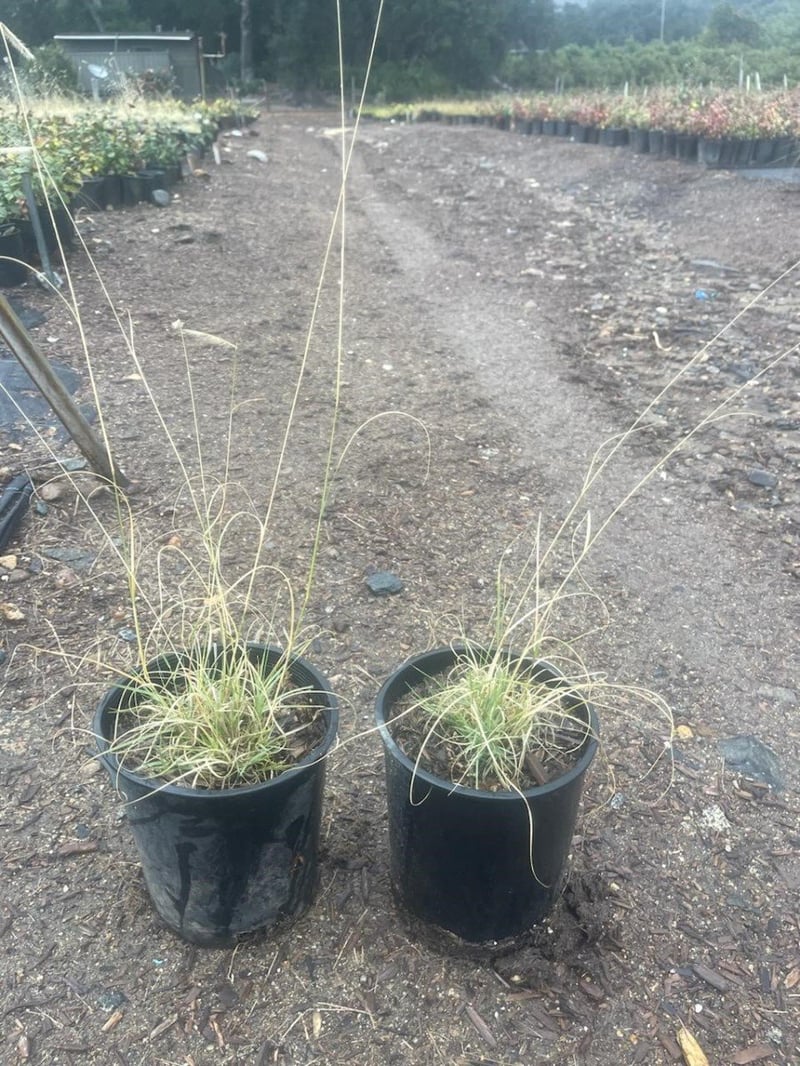 Photo for Bouteloua gracilis 'Blonde Ambition' (Blonde Ambition Blue Grama Grass)