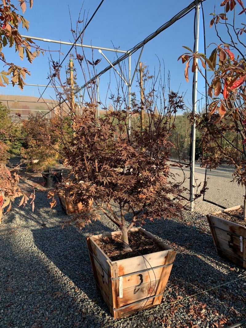 Photo for Acer palmatum 'Bloodgood' (Multi) (Bloodgood Japanese Maple )