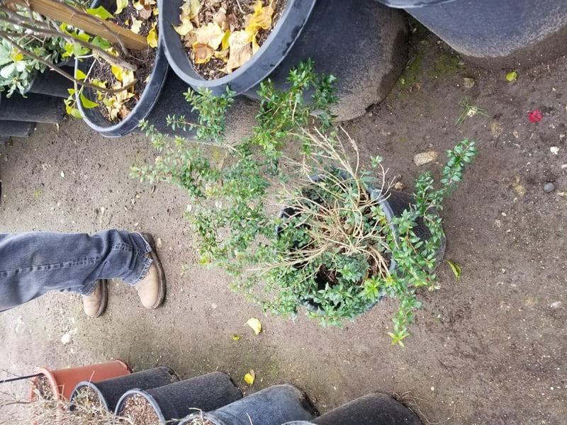 Photo for Myrtus communis 'Compacta' (Dwarf Myrtle)