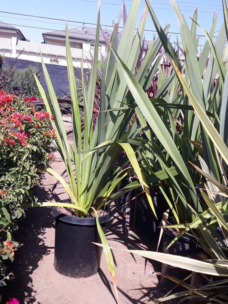 Photo for Phormium tenax (New Zealand Flax)