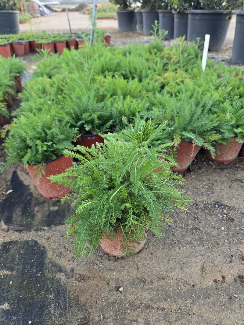 Photo for Achillea millefolium 'Appleblossom' (Appleblossom Yarrow)