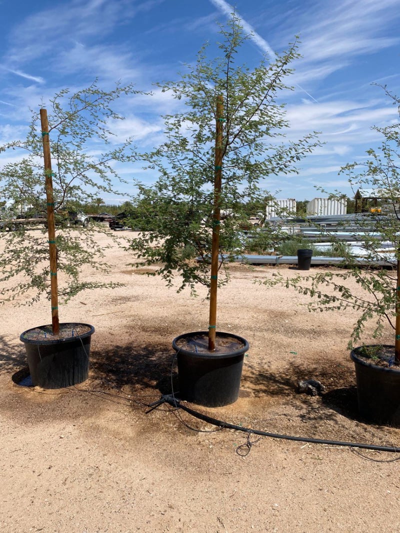 Photo for Acacia farnesiana (Sweet Acacia)