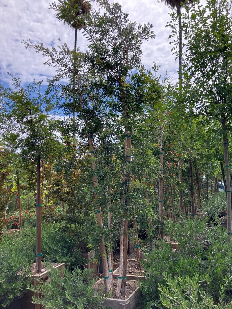 Photo for Melaleuca quinquenervia (Multi) (Cajeput Tree, Paperbark Tree)