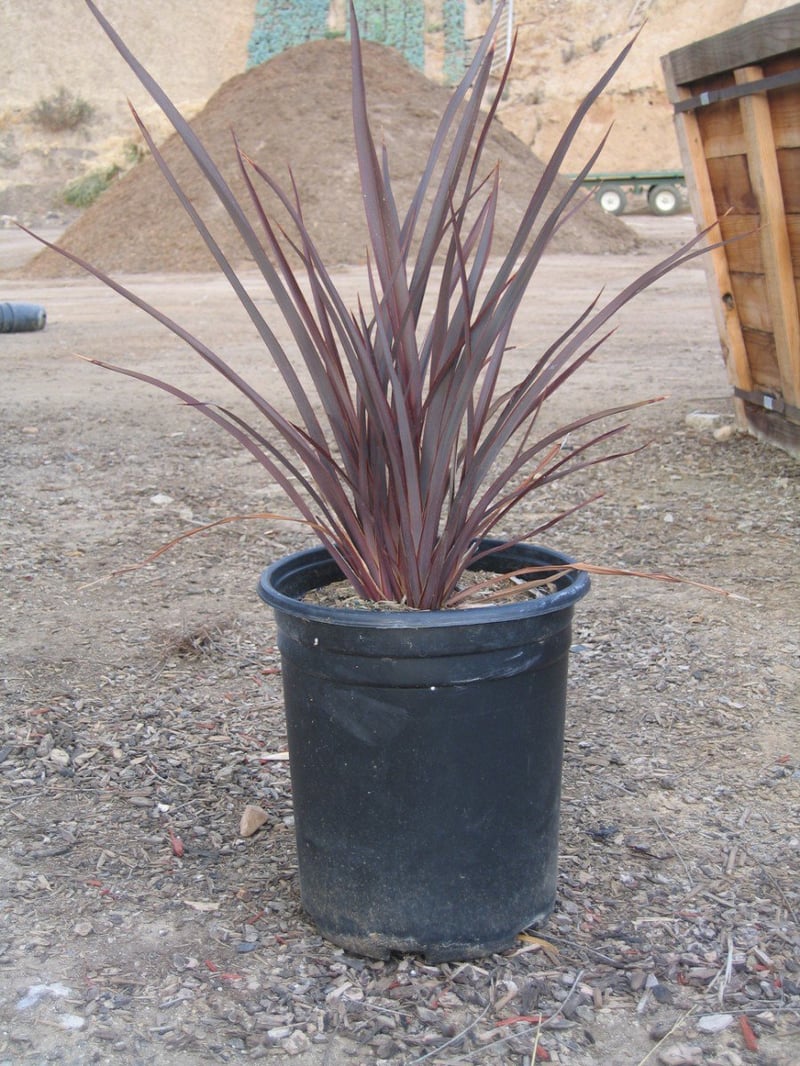 Photo for Phormium 'Dark Delight (Dark Delight New Zealand Flax)