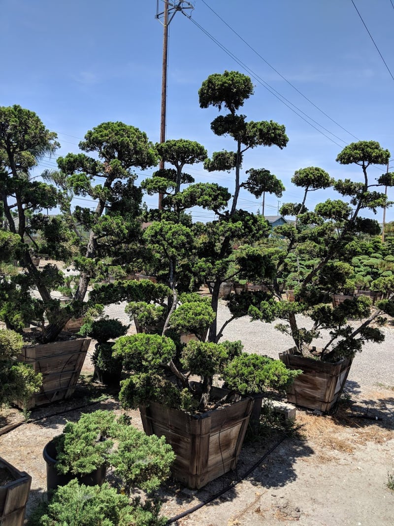 Photo for Juniperus chinensis 'Hollywood' (Bonsai) (Cloud Pruned Juniper)