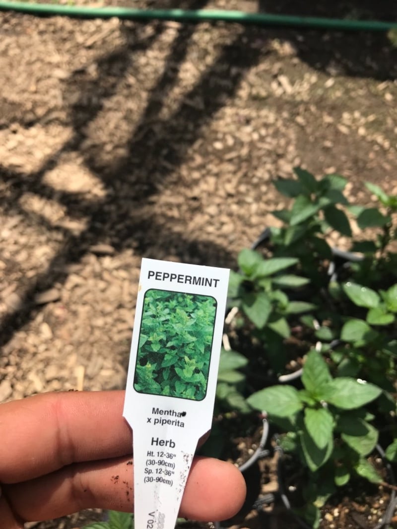 Photo for Mentha piperita (Peppermint)