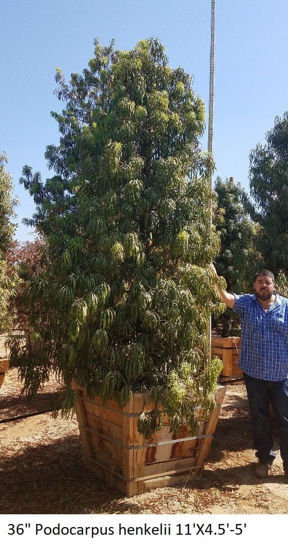 Photo for Podocarpus henkelii (Standard) (Long Leafed Yellow-wood )