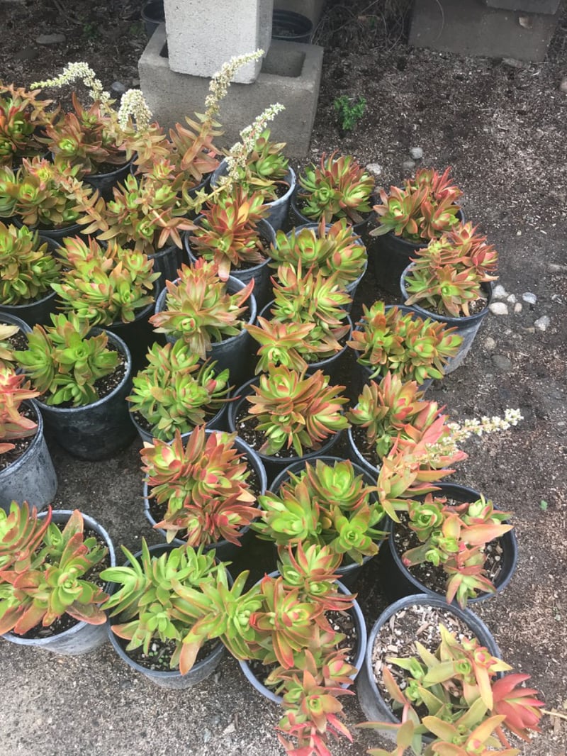 Photo for Crassula capitella 'Campfire' (Campfire Crassula, Crassula 'Blaze', C. 'Flame')