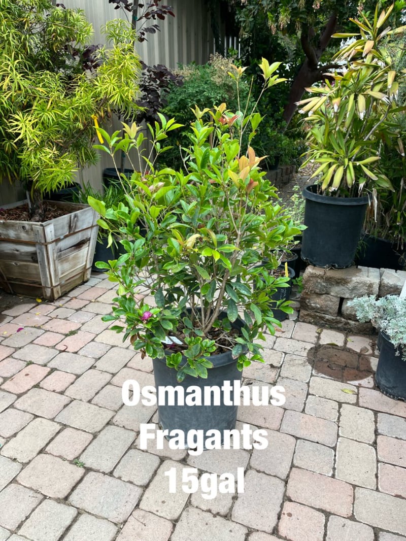 Photo for Osmanthus fragrans (Low Branch) (Fragrant Olive)