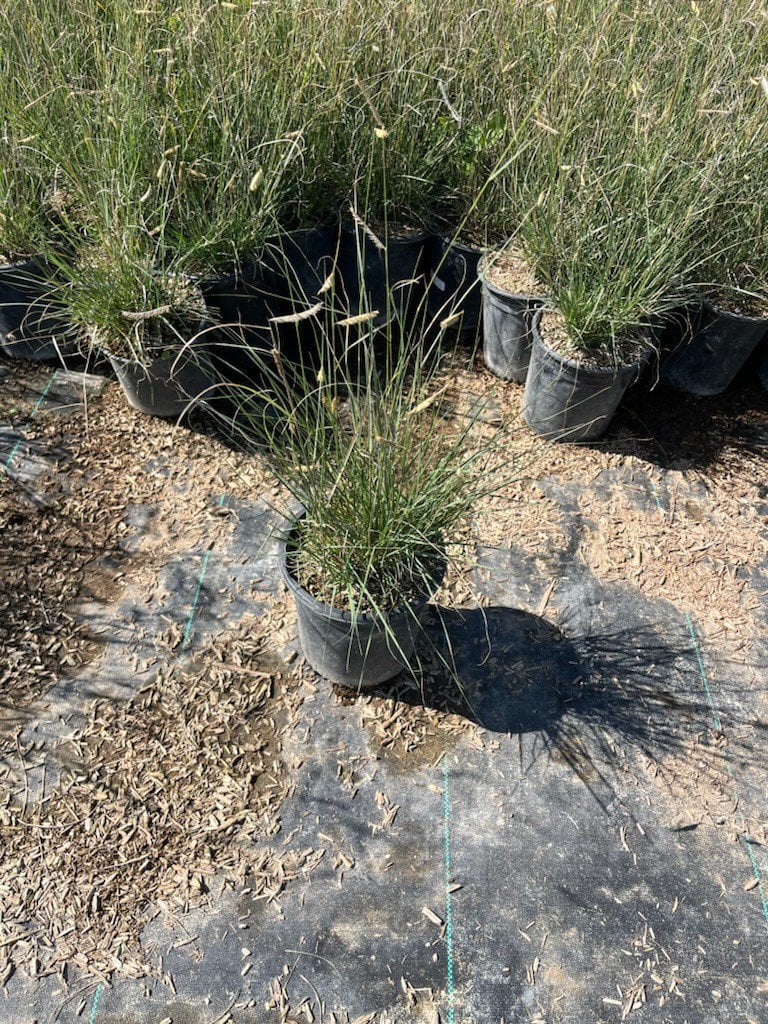 Photo for Bouteloua gracilis (Blue Gramma Grass)