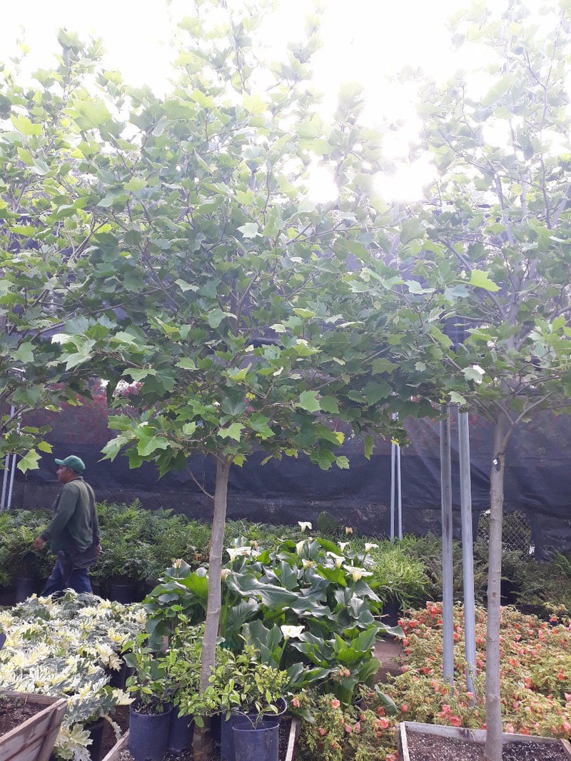 Photo for Platanus acerifolia 'Bloodgood' (Bloodgood London Plane Tree)