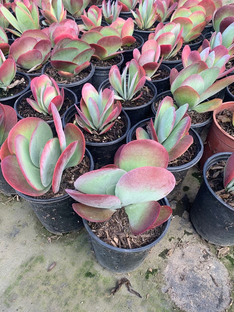 Photo for Kalanchoe luciae (Paddle Plant)