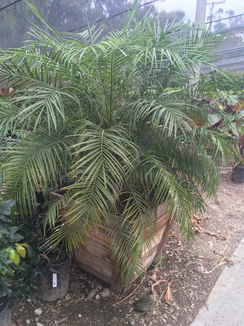 Photo for Phoenix roeblenii (Triple Trunk) (Pygmy Date Palm)