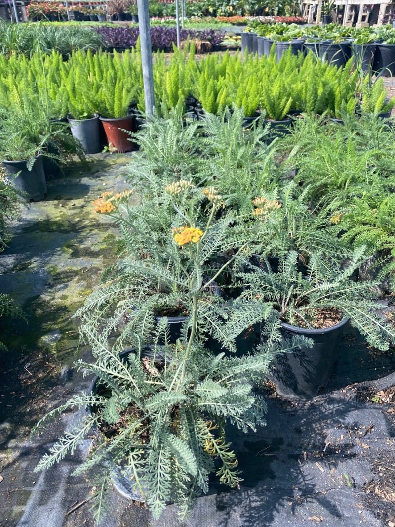 Photo for Achillea millefolium 'Terracotta' (Terracotta Common Yarrow)