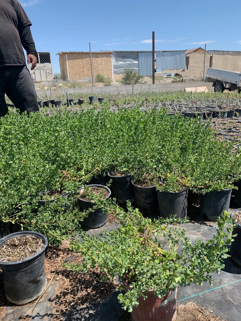 Photo for Baccharis pilularis 'Pigeon Point' (Pigeon Point Dwarf Coyote Brush)