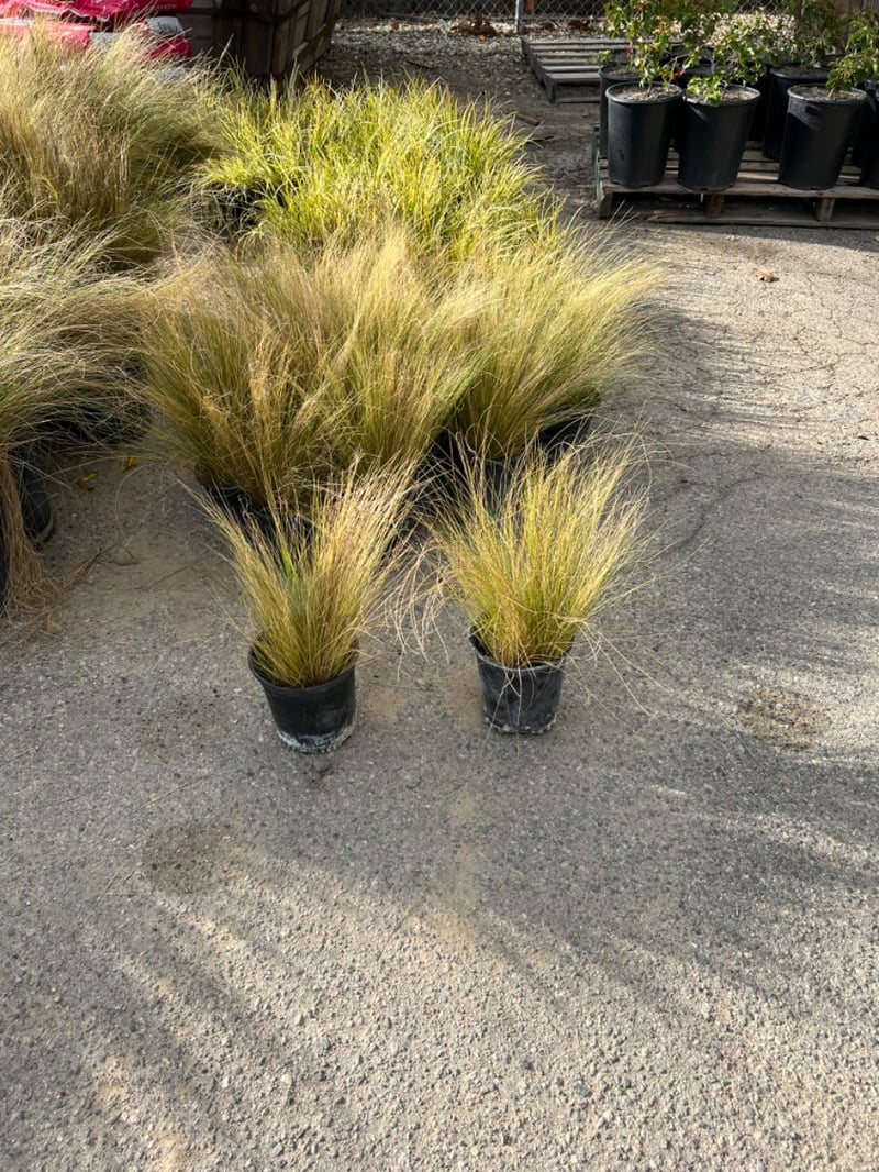 Photo for Nassella tenuissima (Mexican Feathergrass)