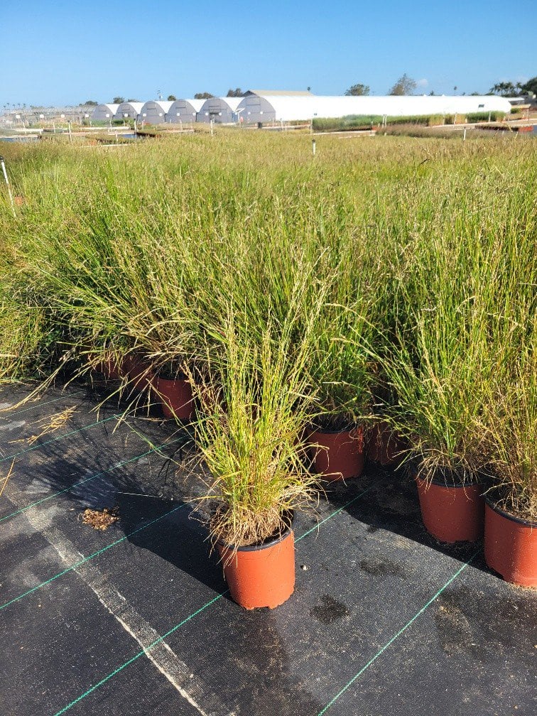 Photo for Melica californica (California Melica)