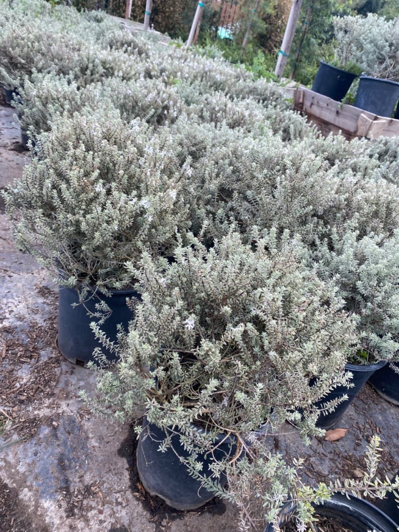 Photo for Westringia fruticosa 'Smokey' (Smokey Coast Rosemary)