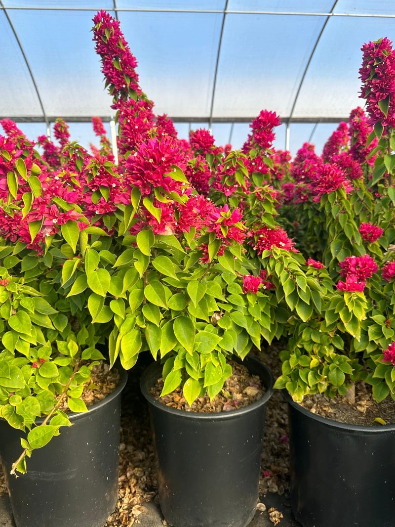 Photo for Bougainvillea 'Torch Glow' (Bougainvillea 'Torch Glow')
