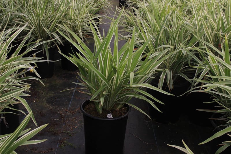 Photo for Dianella tasmanica 'Variegata' (Variegated Flax Lily)