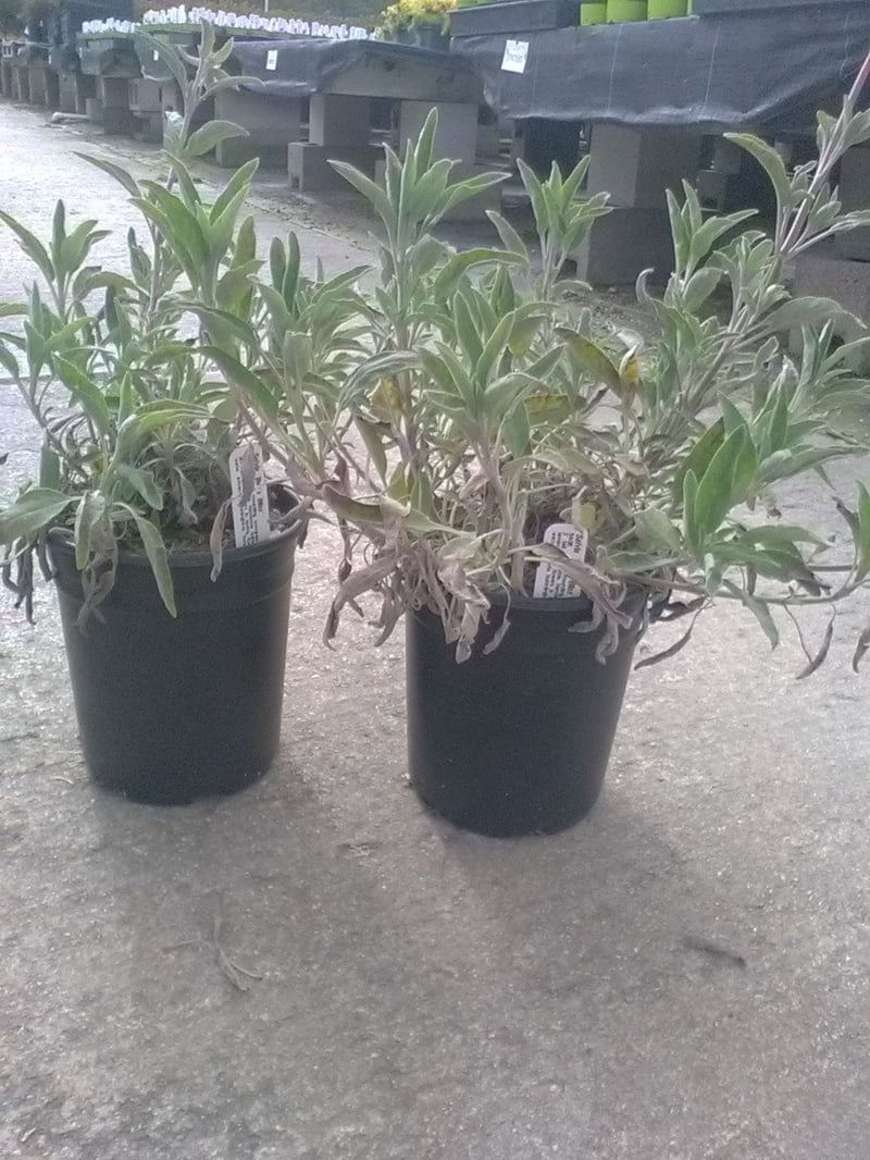 Photo for Salvia 'Bee's Bliss' (Creeping Sage, Bee's Bliss Sage)