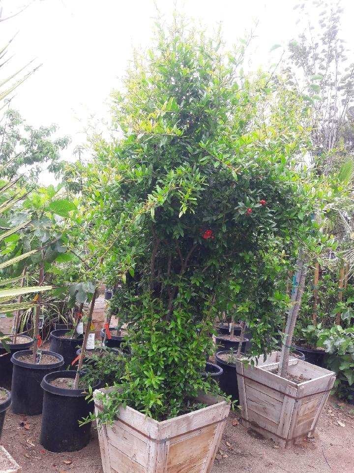 Photo for Punica granatum (Pomegranate)