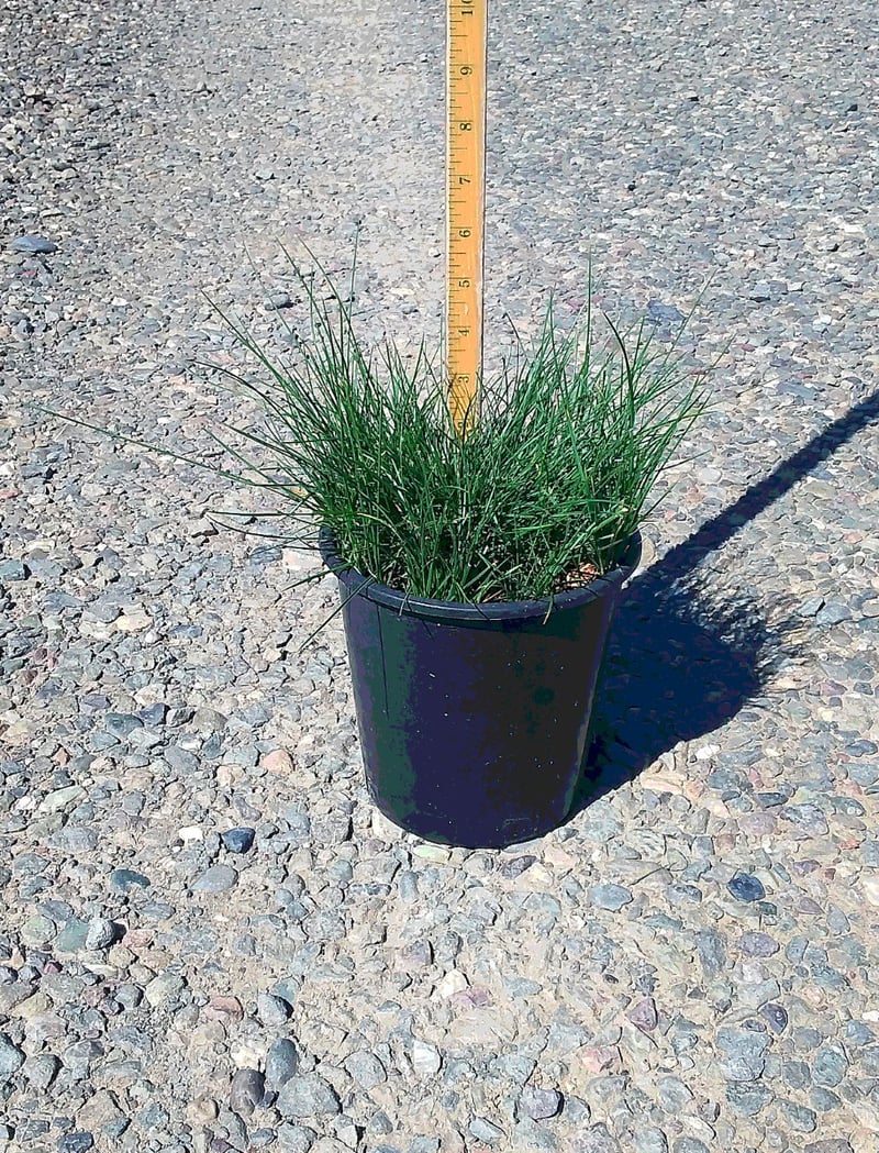 Photo for Festuca rubra (Red Fescue)
