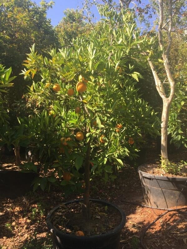 Photo for Citrus sinensis 'Valencia' (Valencia Orange Tree)