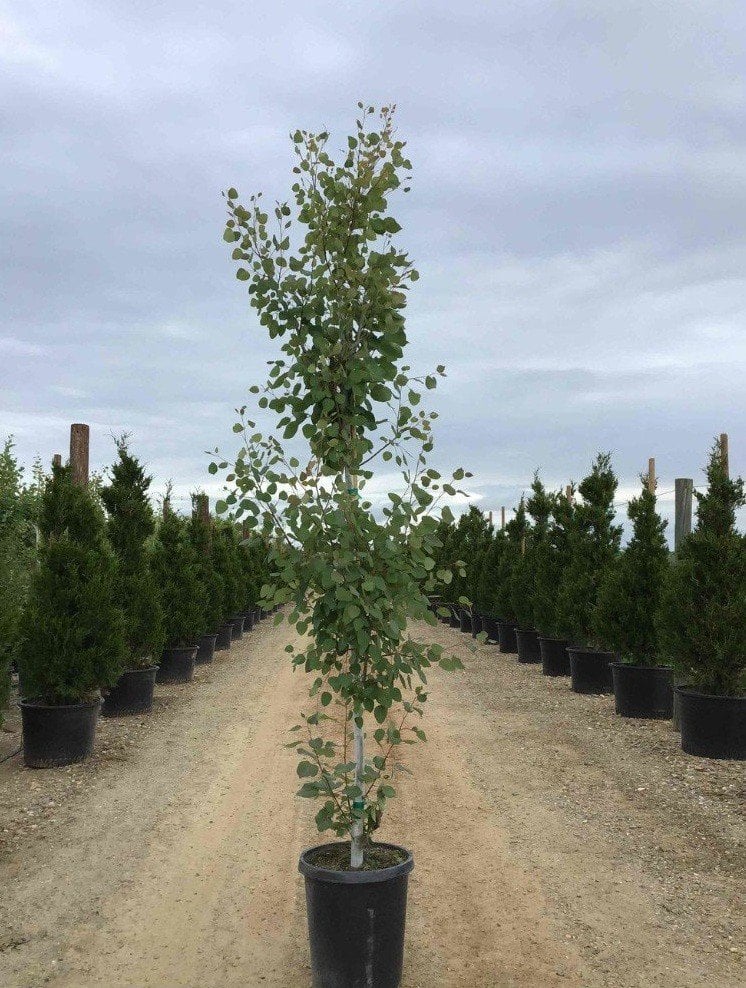 Photo for Populus tremuloides (Quaking Aspen)