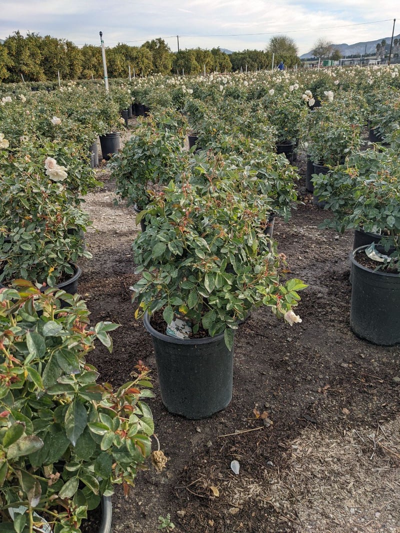Photo for Rosa acicularis 'Iceberg' (Iceberg Rose)