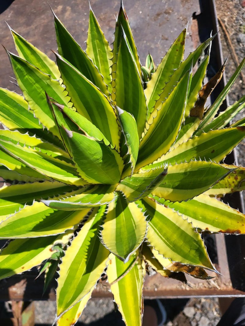 Photo for Agave lophantha 'Quadricolor' (Quadricolor Century Plant)