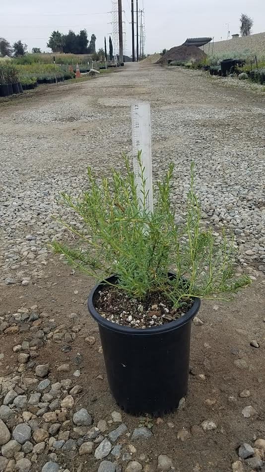 Photo for Eriogonum fasciculatum 'Warriner Lytle' (Warriner Lytle California Buckwheat)