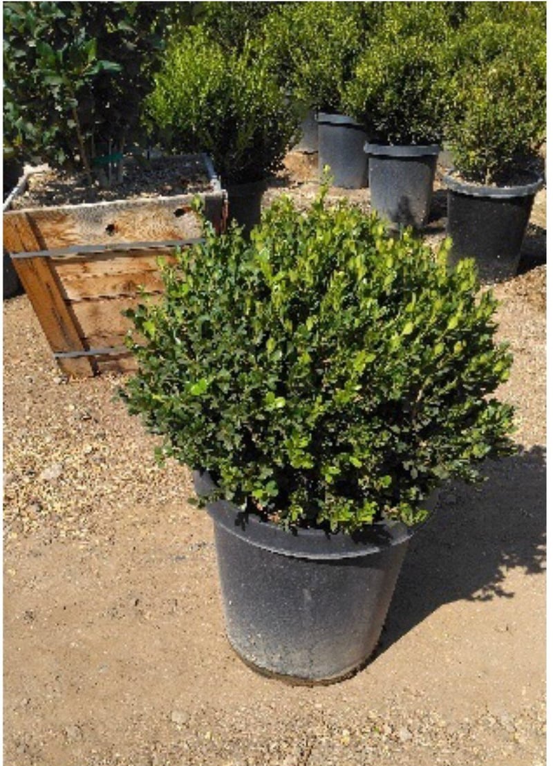 Photo for Buxus microphylla japonica (Globe) (Japanese Boxwood Globe)