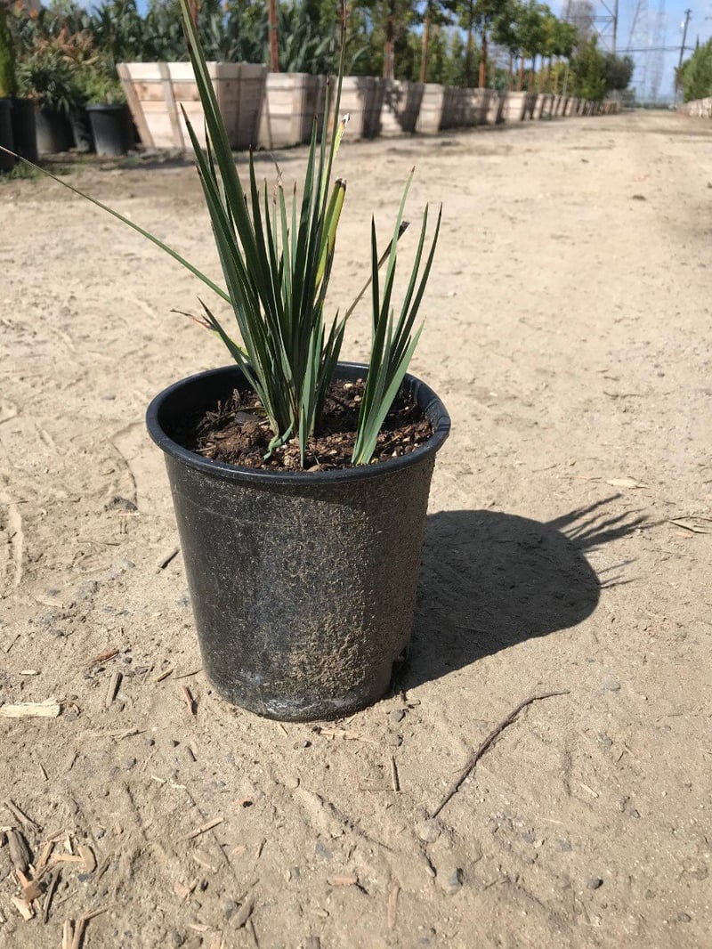 Photo for Dianella revoluta 'Little Rev' (Little Rev Flax Lily)