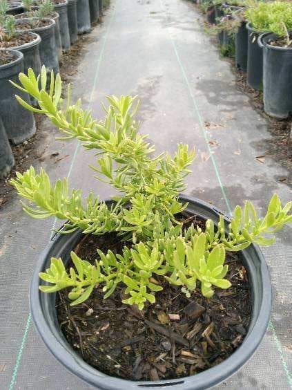 Photo for Myoporum parvifolium 'Pink' (Pink Australian Racer, Pink Groundcover Myoporum)