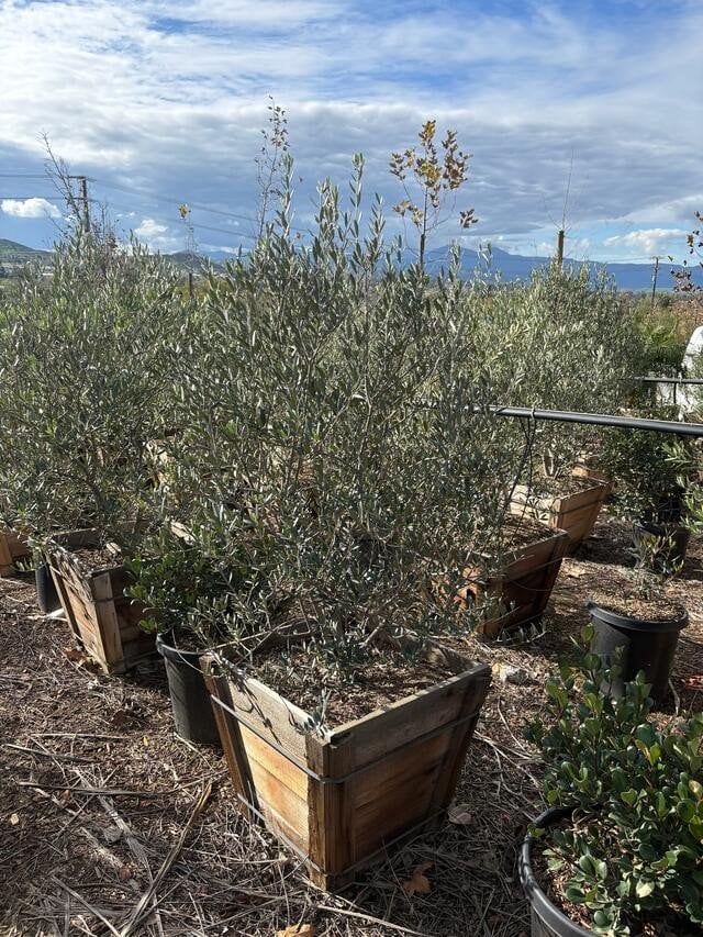 Photo for Olea europaea (Multi (European Olive Tree)