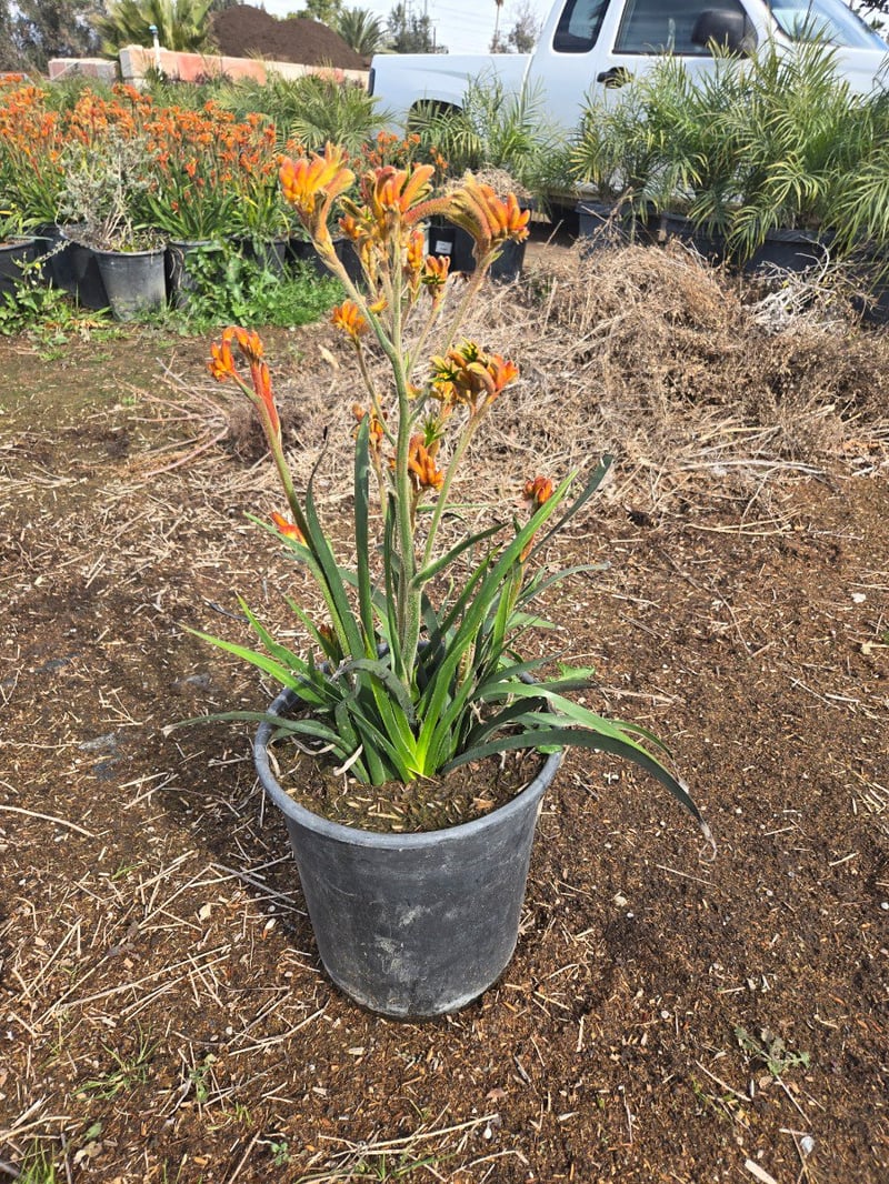 Photo for Anigozanthos 'Bush Gold' (Yellow Kangaroo Paw)