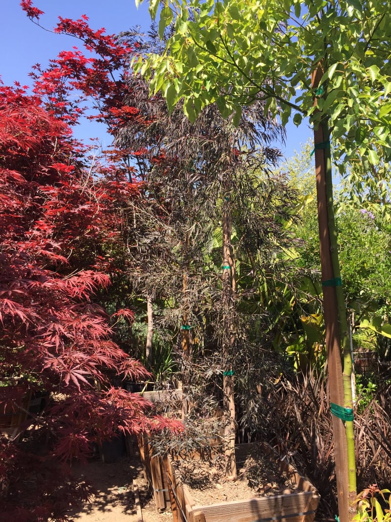 Photo for Agonis flexuosa 'Jervis Bay Afterdark' (After Dark Peppermint Tree)